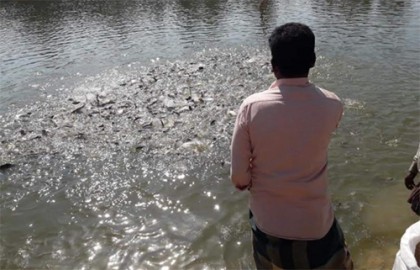 আধুনিক পদ্ধতিতে মৎস্য চাষে ব্যাপক সফলতা অর্জন