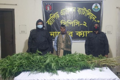 লালপুরে গাঁজার গাছসহ একজন আটক