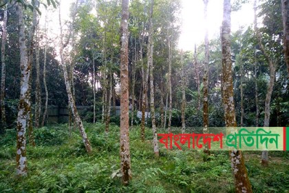 আগর চাষে সমৃদ্ধির হাতছানি  
