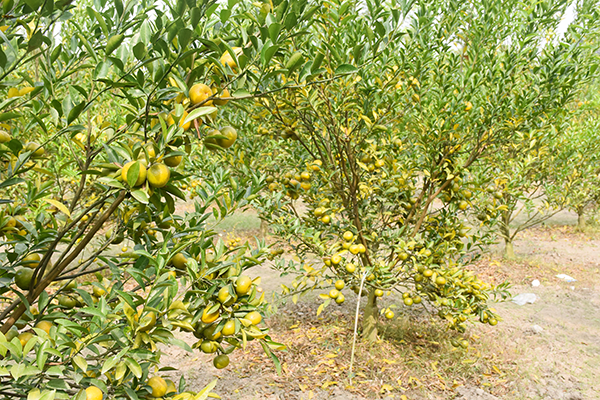 বালিয়াকান্দিতে কমলা চাষে সফলতা