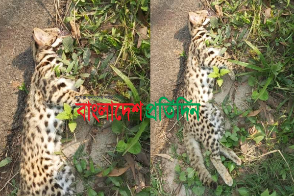 শ্রীপুরে সড়কের পাশে মেছো বাঘের মৃতদেহ