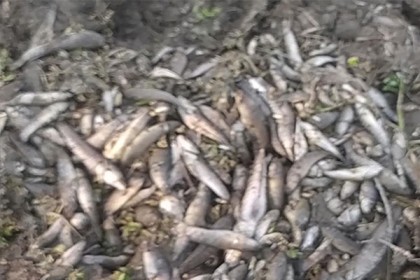 ভাঙ্গায় বিষ প্রয়োগে পুকুরের মাছ মেরে ফেলার অভিযোগ