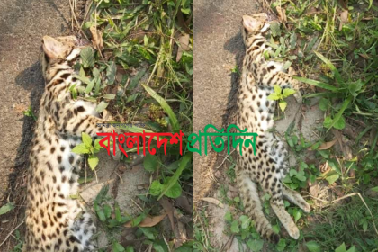 শ্রীপুরে সড়কের পাশে মেছো বাঘের মৃতদেহ