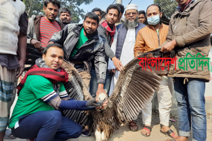 বিপন্ন হিমালয়ী গৃধিনী শকুন উদ্ধার 