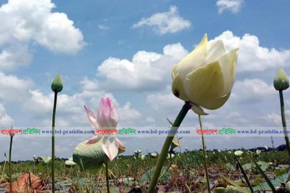 'গোমতী' নাম পেলো কুমিল্লার সেই হলুদ পদ্ম 