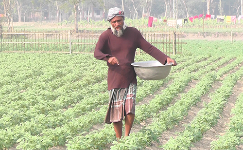 কুড়িগ্রামে প্রচণ্ড শৈত্যপ্রবাহে জনজীবন বিপর্যস্ত, আলুর ফলন বিপর্যয়ের আশংকা