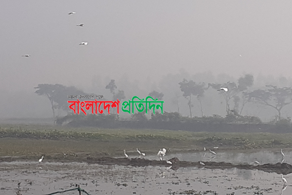 ফসলের মাঠে বেড়েছে বকের আনাগোণা