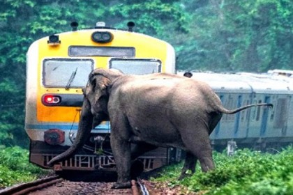 হাতির সঙ্গে ধাক্কা খেয়ে ট্রেন লাইনচ্যুত!