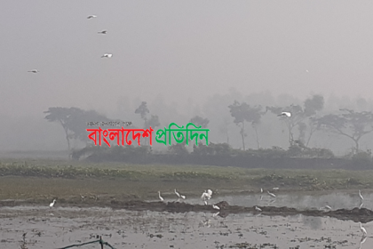 ফসলের মাঠে বেড়েছে বকের আনাগোণা