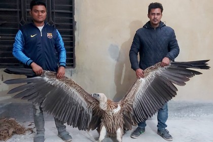 সিরাজগঞ্জে বিরল প্রজাতির শকুন উদ্ধার
