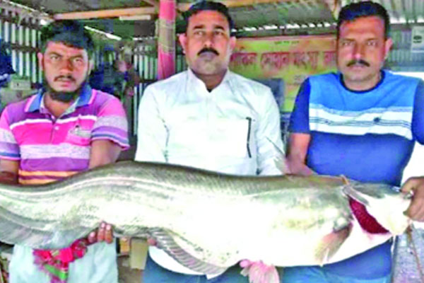 পদ্মায় ২৫ কেজির বোয়াল