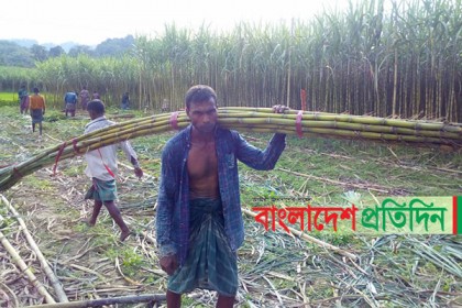 পার্বত্যাঞ্চলে ইক্ষু চাষে সফল চাষিরা