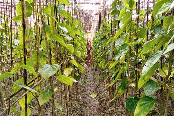 বাগেরহাটে পানের বরজে ছড়িয়ে পড়ছে রোগ, বিপাকে চাষিরা