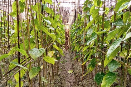 বাগেরহাটে পানের বরজে ছড়িয়ে পড়ছে রোগ, বিপাকে চাষিরা