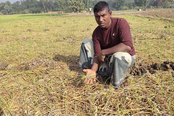 গুরুদাসপুরে মেয়াদোত্তীর্ণ কীটনাশকে কপাল পুড়লো কৃষকের