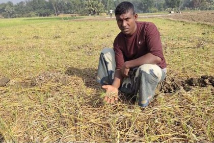 গুরুদাসপুরে মেয়াদোত্তীর্ণ কীটনাশকে কপাল পুড়লো কৃষকের
