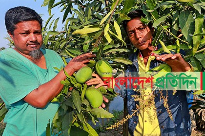 পৌষেও মিলবে সুমিষ্ট আম