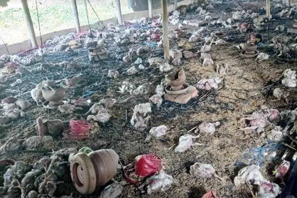দুবৃর্ত্তদের আগুনে পুড়লো কয়েক হাজার মুরগি