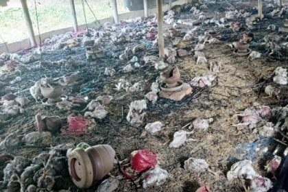 দুবৃর্ত্তদের আগুনে পুড়লো কয়েক হাজার মুরগি