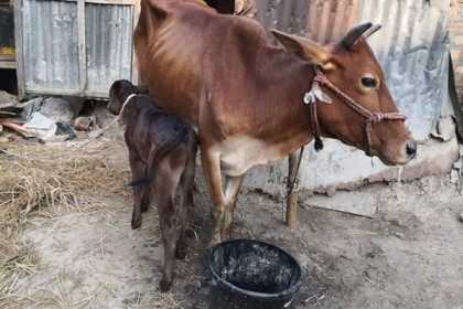 নাটোরে ক্ষুরা রোগে আতঙ্কিত কৃষক, নেই সরকারি সহায়তা