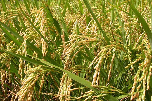 
রংপুরে আমন ধান-চাল সরবরাহে 
৬ হাজার মিলার চুক্তিবদ্ধ হয়নি