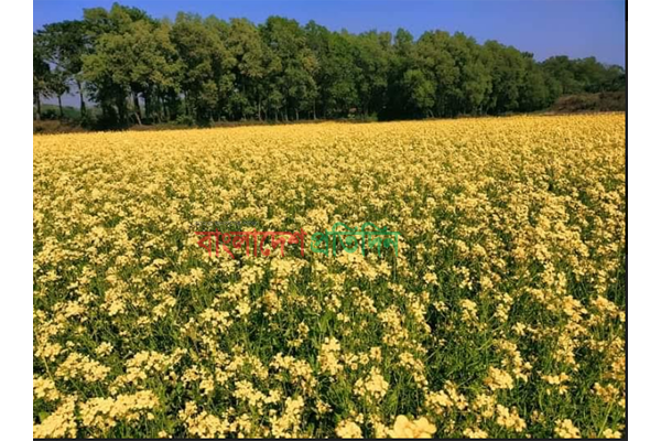 গোমতীর চরে সরিষার হলদে হাসি