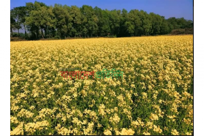 গোমতীর চরে সরিষার হলদে হাসি