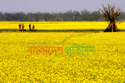 বগুড়ায় বাতাসে গুন গুন করে উড়ছে মৌমাছি