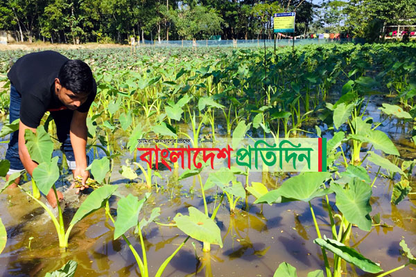 লতিরাজ কচু চাষে পাঁচগুণ লাভের আশা 

