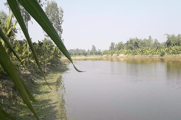 পকুরের পাড় ঘিরে সবুজের সমারোহ