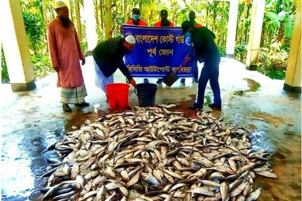 টেকনাফে সাড়ে ৭ মণ নিষিদ্ধ জাটকা ইলিশ জব্দ