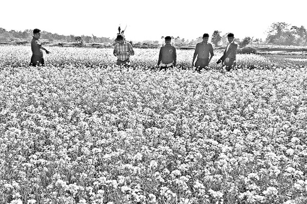 গোমতীর চরে হলদে হাসি