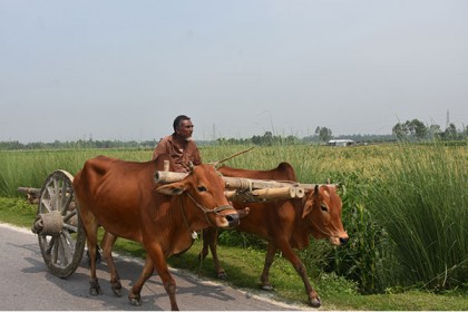 হারিয়ে যাচ্ছে গরুর গাড়ি, নেই গাড়িয়ালের কণ্ঠে ভাওয়াইয়া