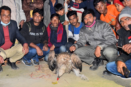 বগুড়ায় বিলুপ্তপ্রায় হিমালয়ান গৃধিনী শকুন উদ্ধার
