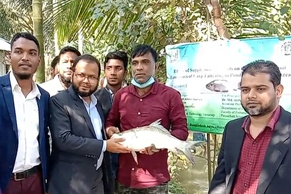 কলাপাড়ায় কার্প জাতীয় মাছ চাষে নতুন সফলতা