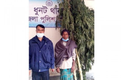 ধুনটে গাঁজার গাছসহ
চাষি গ্রেফতার