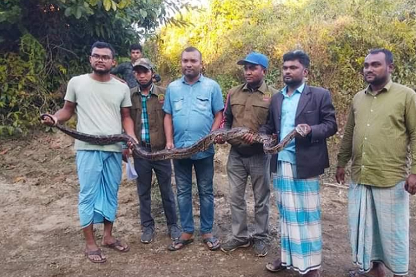 টেকনাফে ১১ ফুট লম্বা বিরল প্রজাতির অজগর উদ্ধার