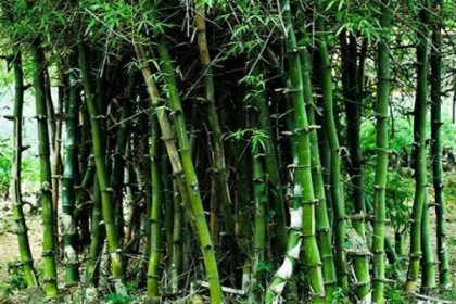‘আমি আর বাড়ি আসব না,’ বলা যুবকের লাশ বাঁশঝাড়ে 

