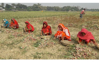 মুড়িকাটা পিয়াজ তুলতে ব্যস্ত কৃষাণীরা