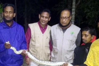 সবজি ক্ষেতে অজগর!