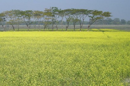 নেত্রকোনায় হলুদের সমারোহ