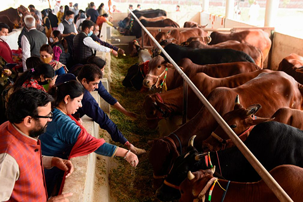 অনলাইনে দেশব্যাপী গরু বিষয়ক পরীক্ষা নেবে ভারত 