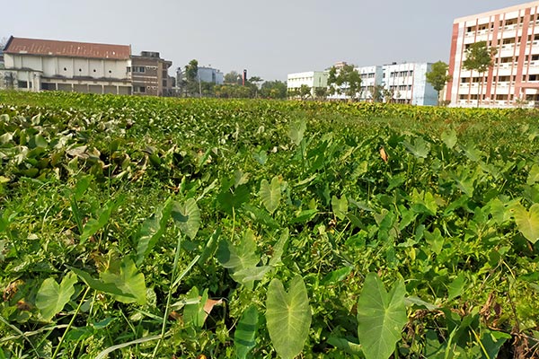 খেলার উপযোগী মাঠ নেই ভিক্টোরিয়ার ২৮ হাজার শিক্ষার্থীর