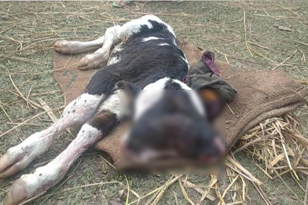 কুড়িগ্রামে দুই মাথাওয়ালা বাছুরের জন্ম