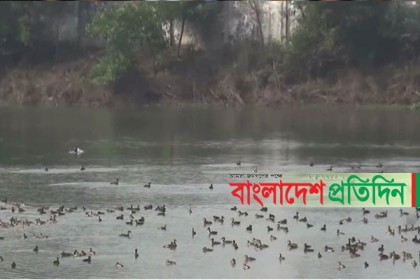 কালিয়াকৈরে দূর-দূরান্ত থেকে উড়ে আসছে অতিথি পাখি