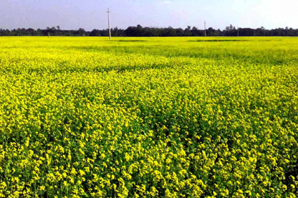 দিনাজপুরে বেড়েছে সরিষার চাষ