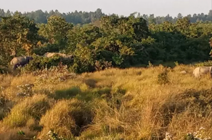 বঙ্গবন্ধু সাফারি পার্কে ঢুকে পড়েছে বন্য হাতির দল 