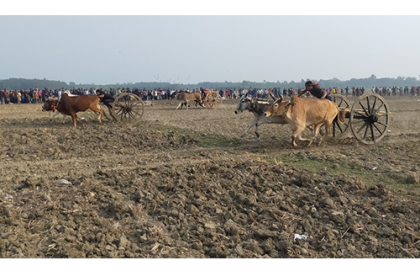 ঝিনাইদহে গরুর গাড়ির দৌড় প্রতিযোগিতা