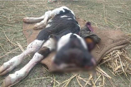 কুড়িগ্রামে দুই মাথাওয়ালা বাছুরের জন্ম