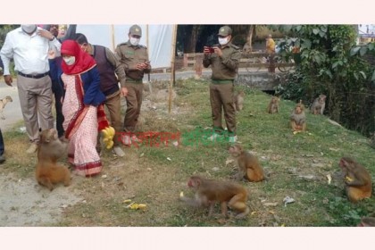 এখন থেকে সরকারি খাবার পাবে চরমুগরিয়ার বানর
